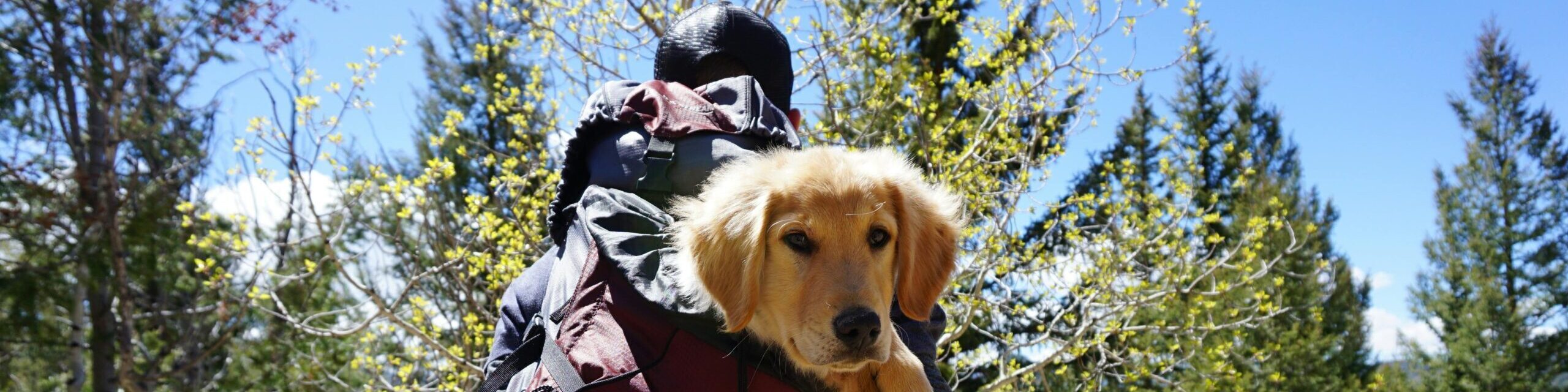 A hiker carries a golden retriever puppy in a backpack through a forest path.