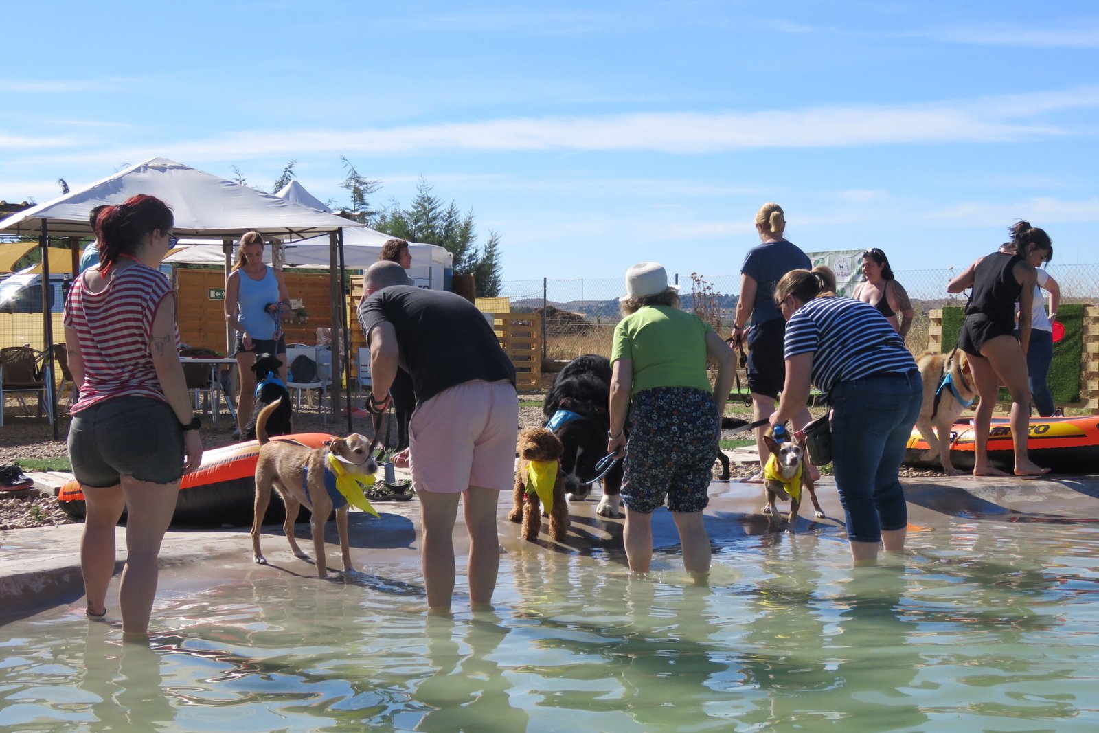 Taller habituación al agua perros Madrid — Dog Adventure