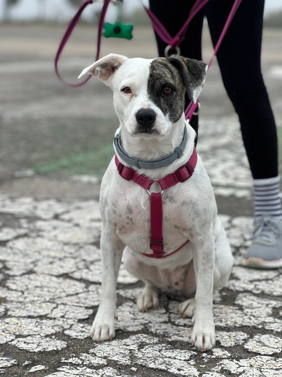 Educación canina en Getafe a domicilio — Dog Adventure