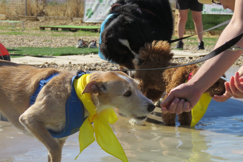 Perro superando el miedo al agua en el taller de positivización al agua