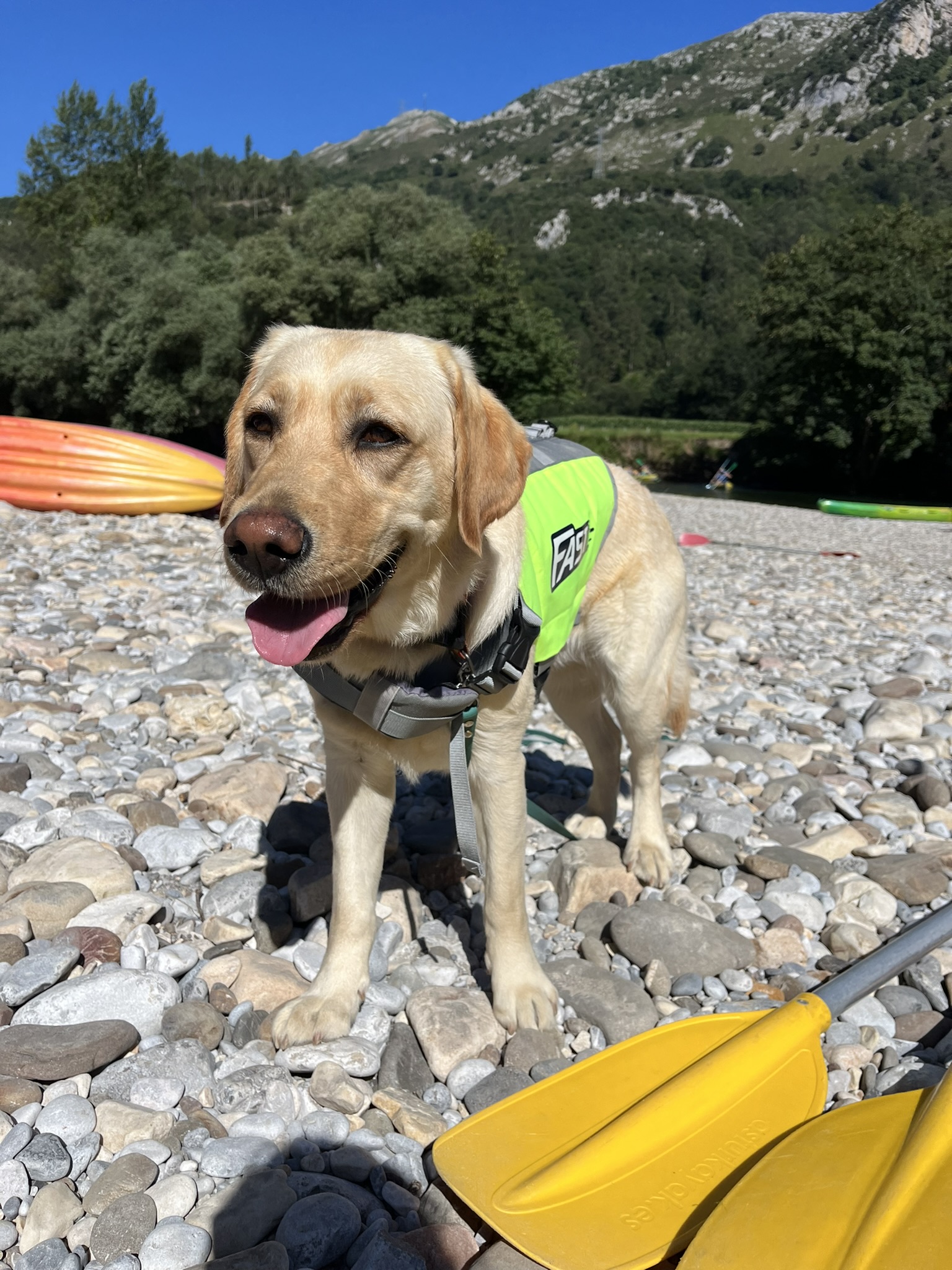 ¿Qué chaleco salvavidas comprar para mi perro? Guía fácil y segura