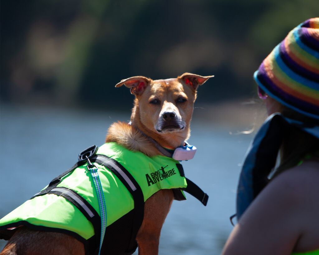 kayak con perro en San Juan