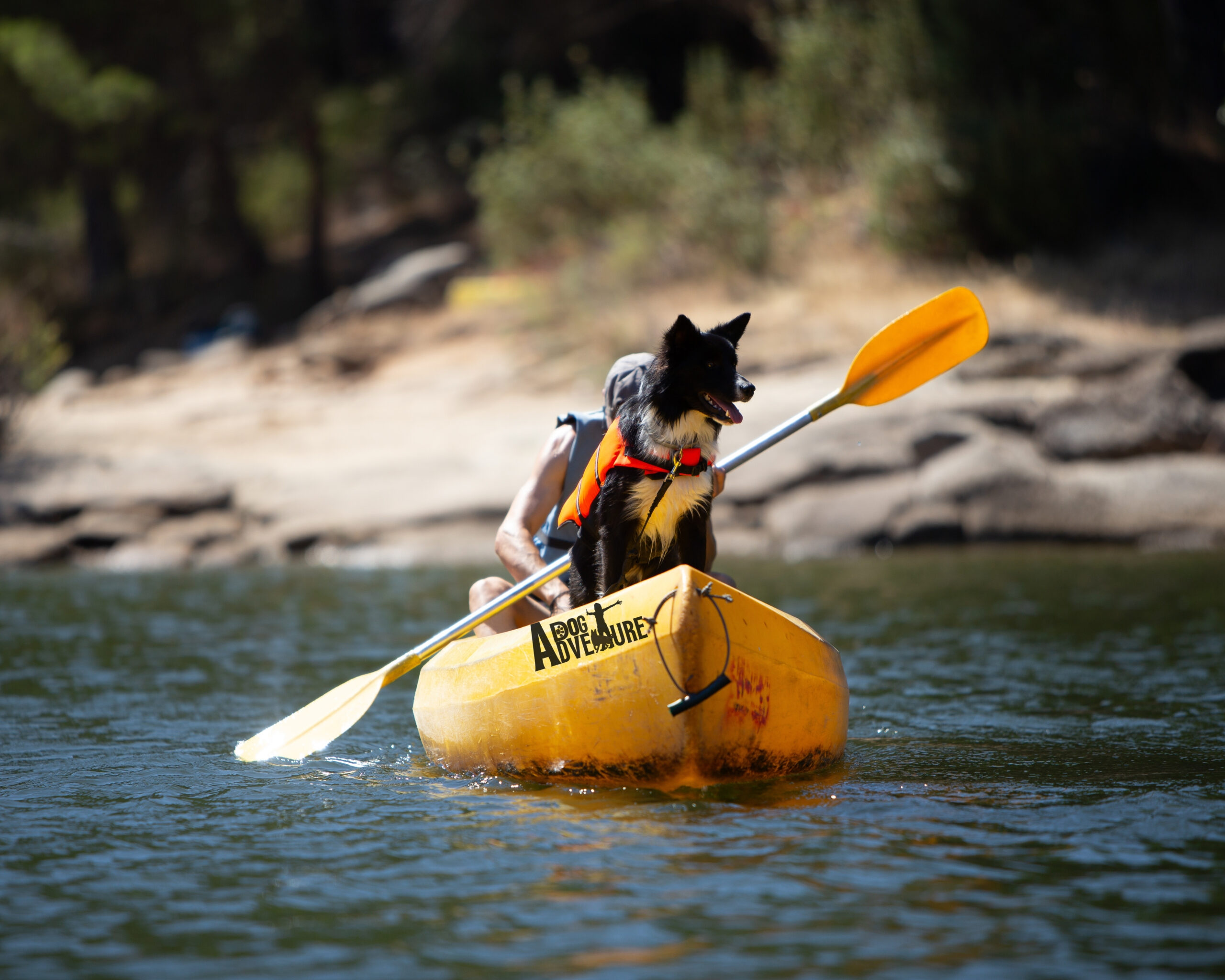 Dog Adventure actividades con perros en Madrid