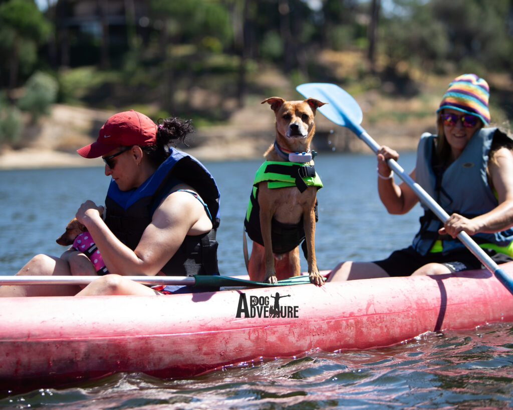 perro montando en kayak