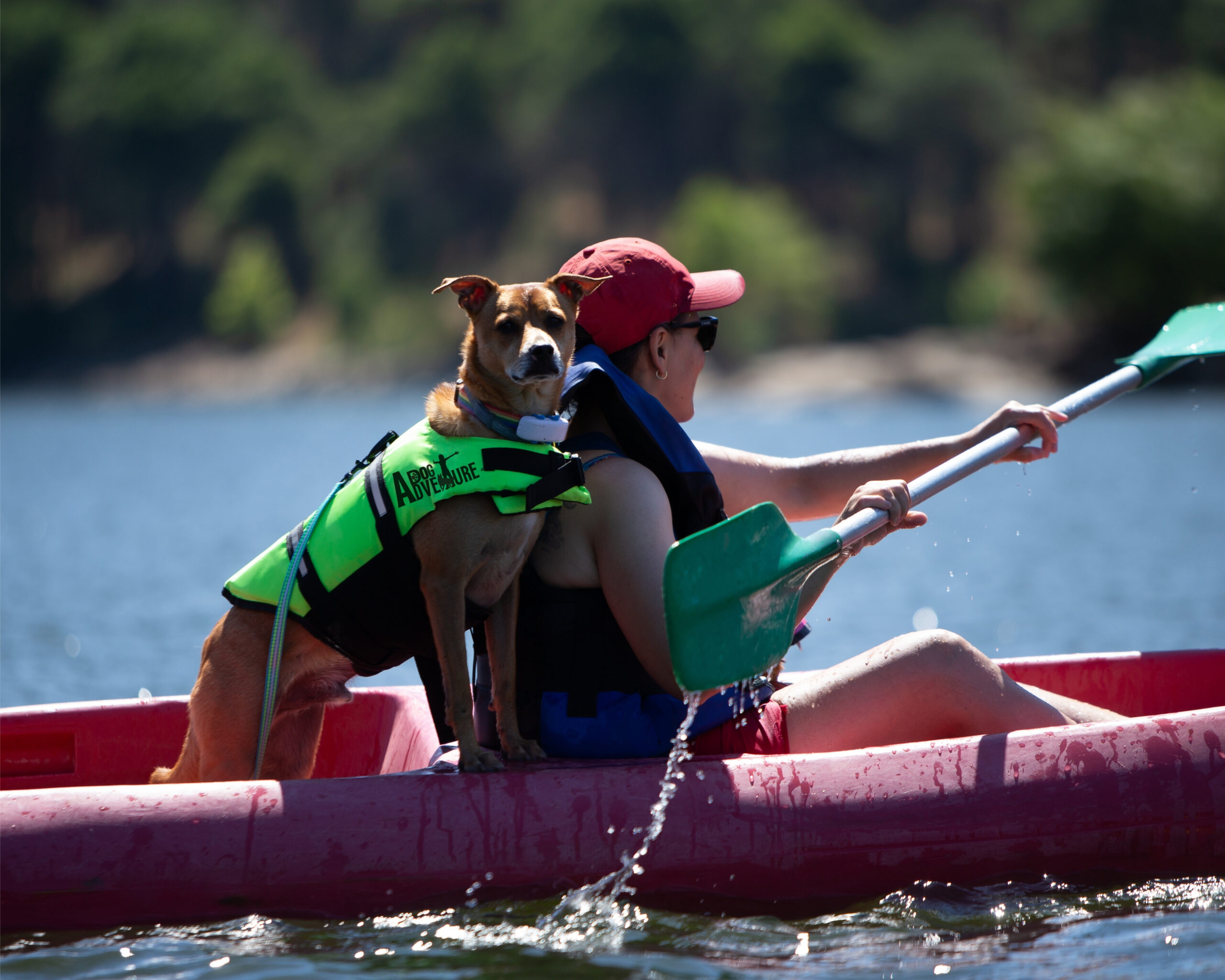 Kayak con perro nivel III Hoces Duratón Dog Adventure