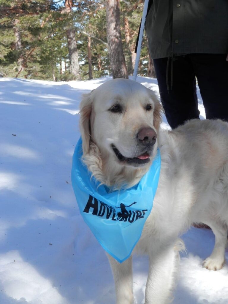Comunidad Dog Adventure: Participantes disfrutando de actividades con perro en Madrid.