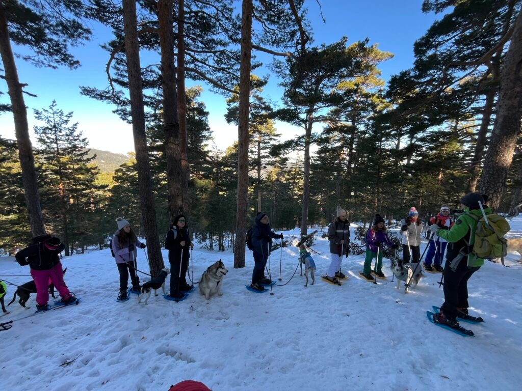Grupo caminando con raquetas de nieve y sus perros atados por un pinar nevado