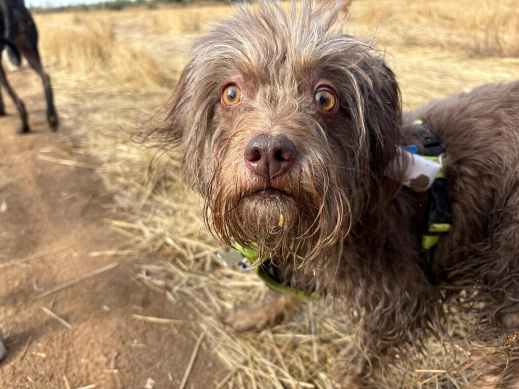 Cómo saber si mi perro es reactivo observando la fijación visual y tensión corporal.