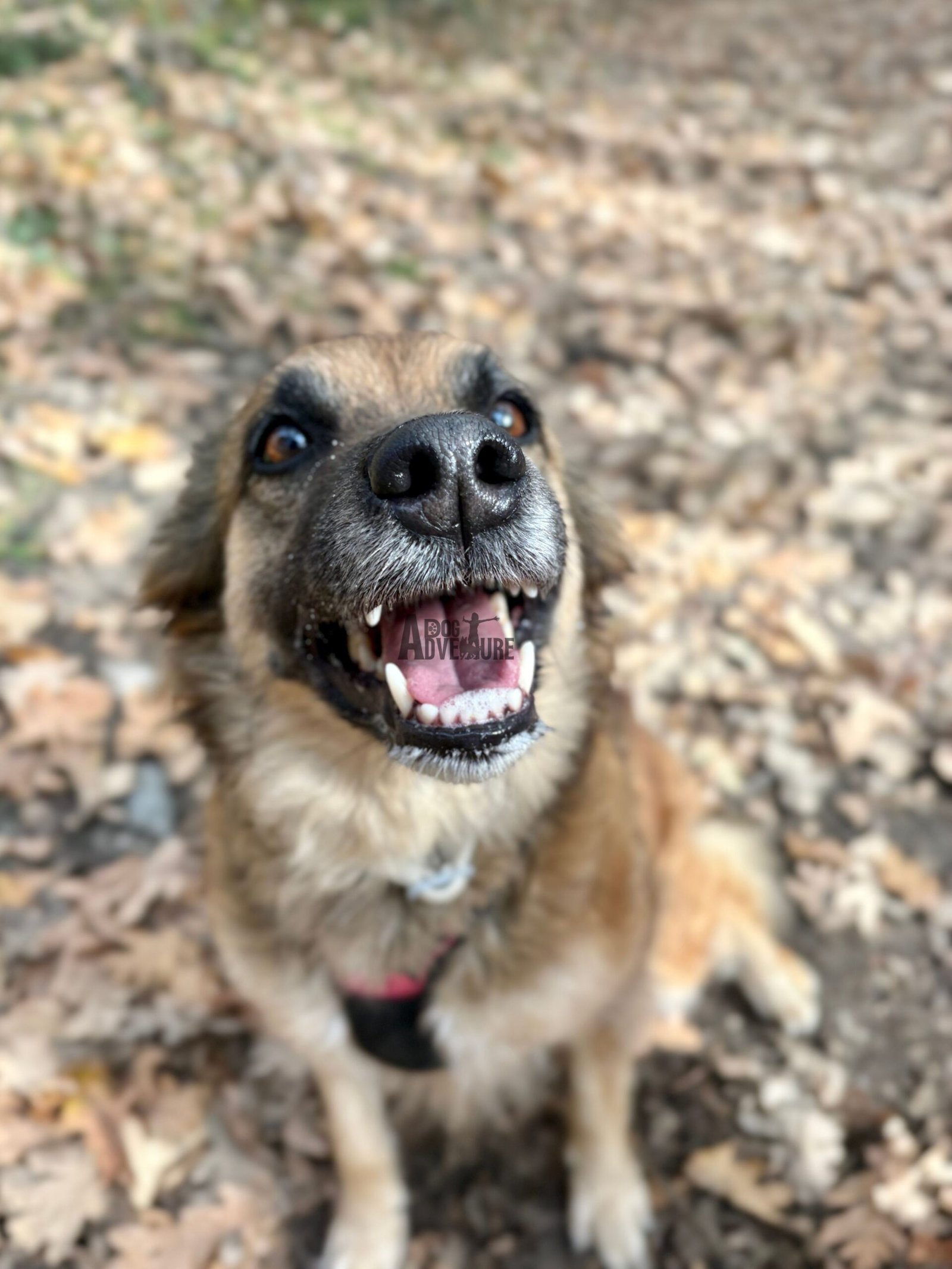 Perro reactivo — señales y consejos — Dog Adventure
