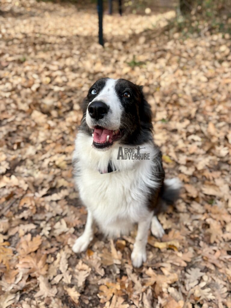 Adiestramiento canino en Móstoles para perros reactivos en entorno urbano