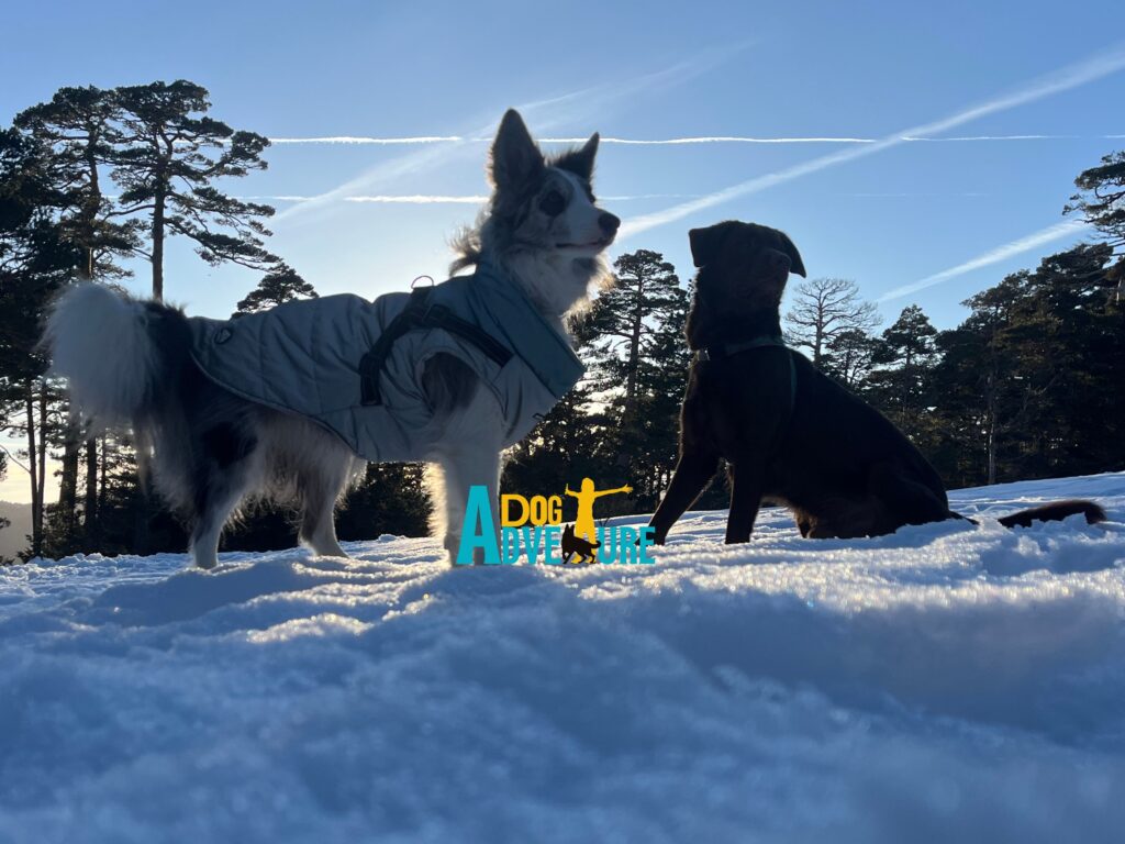 Perro haciendo raquetas de nieve en Madrid Navacerrada