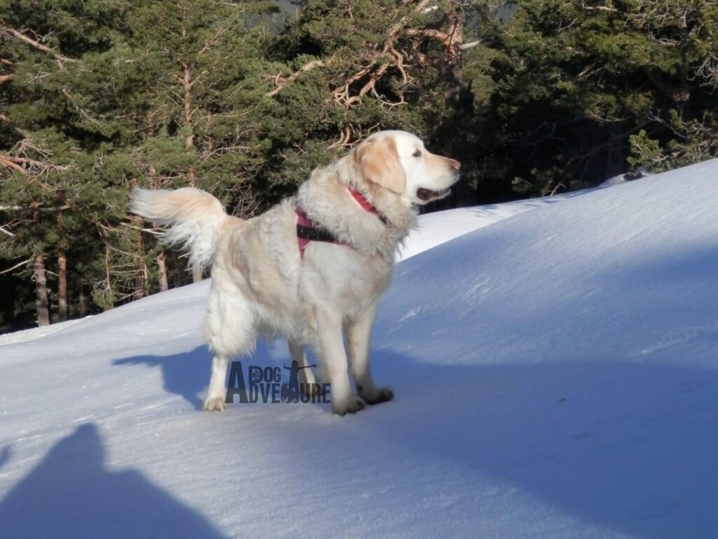 Qué hacer con mi perro en la nieve en Madrid: Senderismo invernal con raquetas.