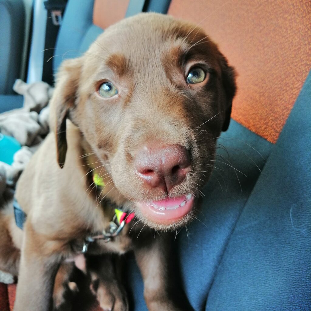 ramón de dog adventure en su etapa de cachorro