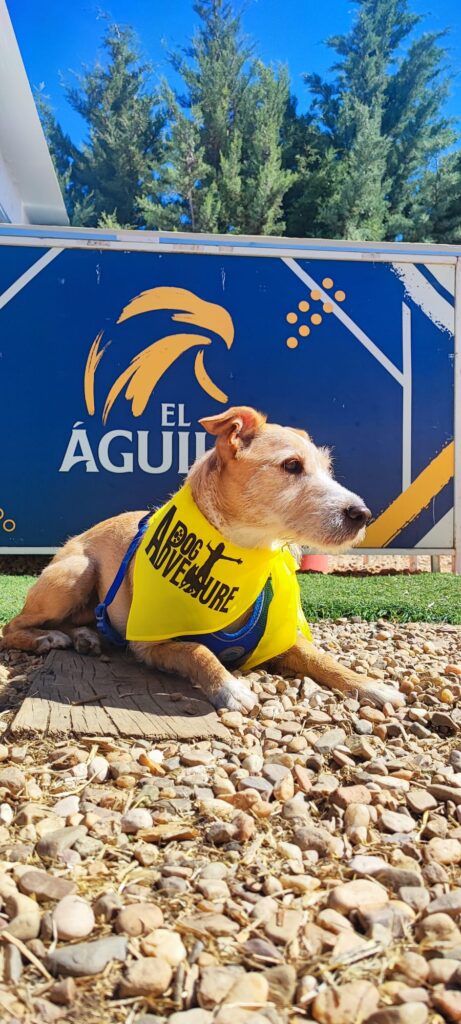 practicando CALMA en una sesión de adiestramiento canino en Rivas-Vaciamadrid.