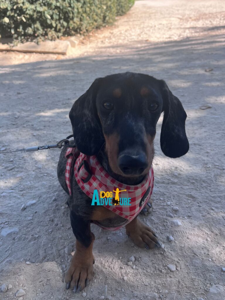 Adiestramiento canino en Vallecas – perro tranquilo tras sesión Dog Adventure