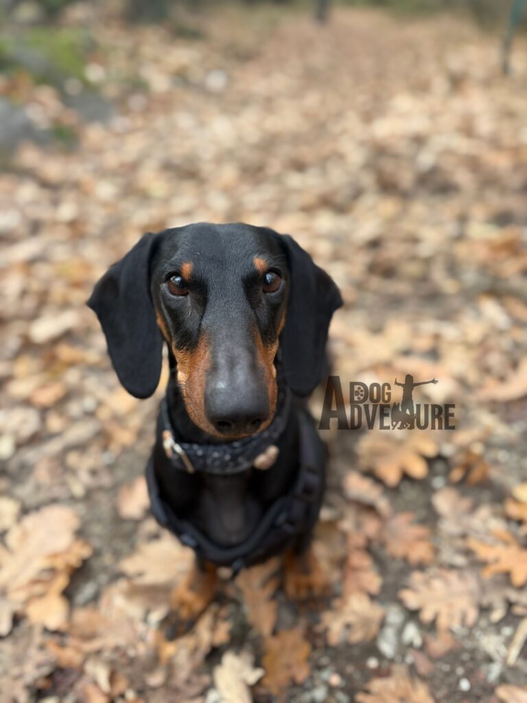 adiestrador mostoles