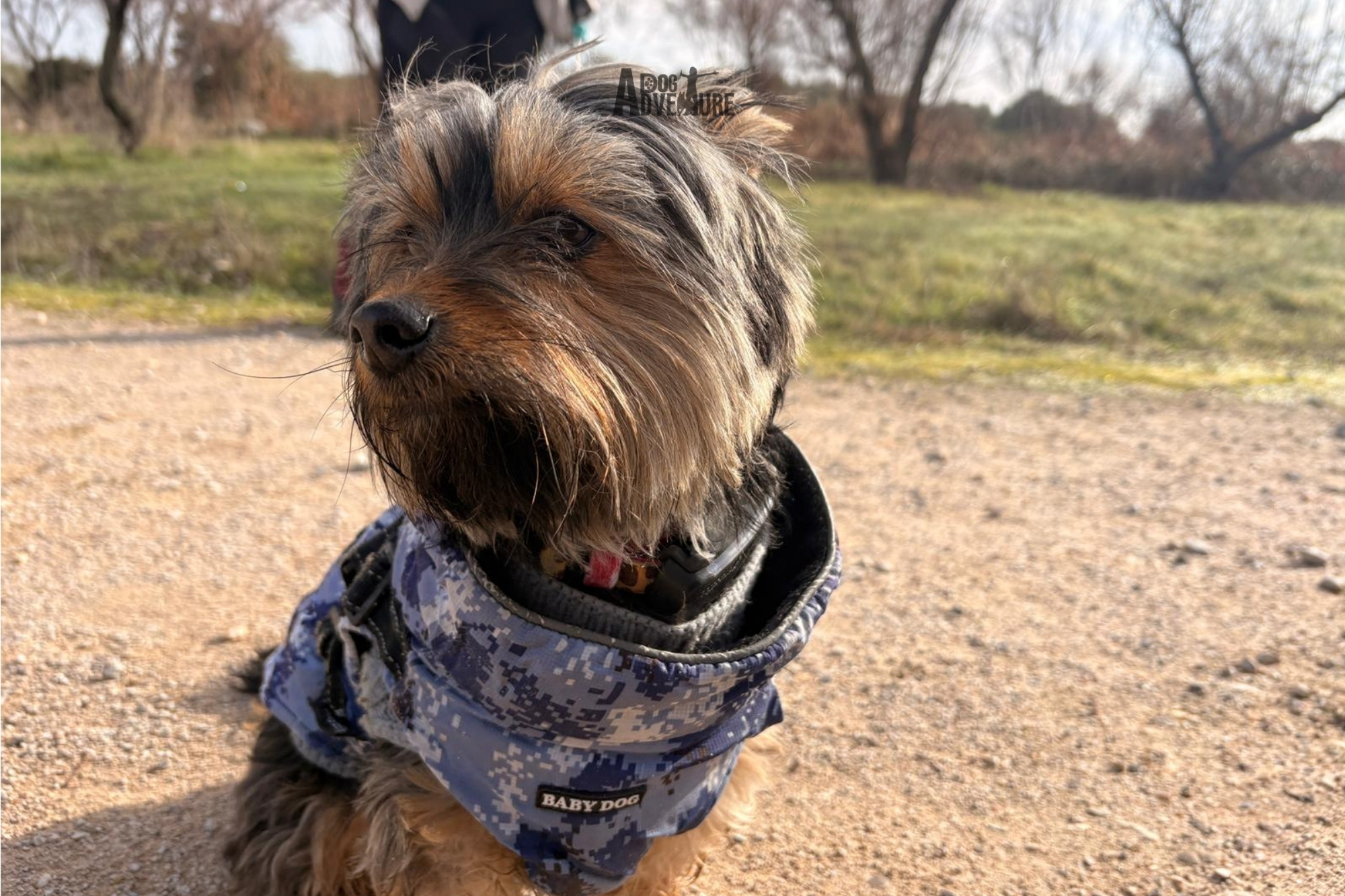 Educación canina en Fuenlabrada a domicilio — Dog Adventure