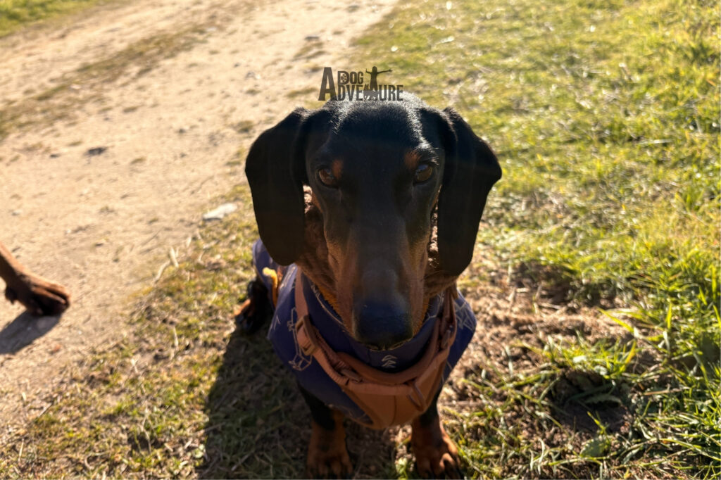 adiestramiento canino en Fuenlabrada aplicado a actividades con perro