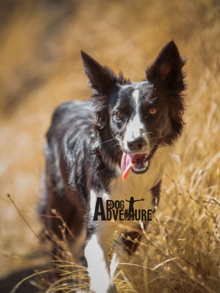 educación canina en Alcorcón al aire libre