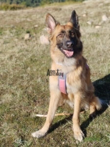 educación canina con dog adventure