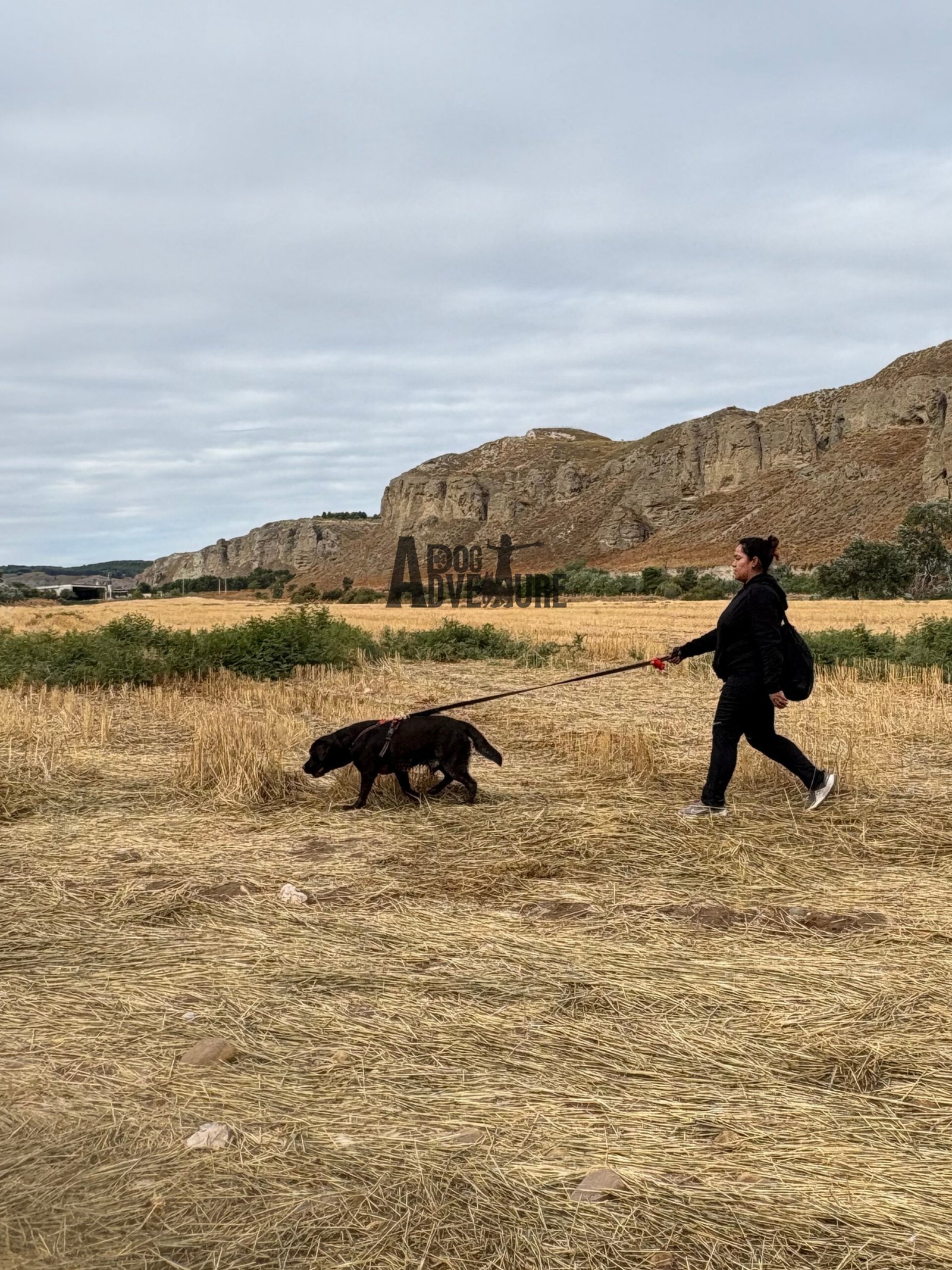 Dog Trail Scouts Nivel II — grupo salida Sierra Madrid — Dog Adventure®