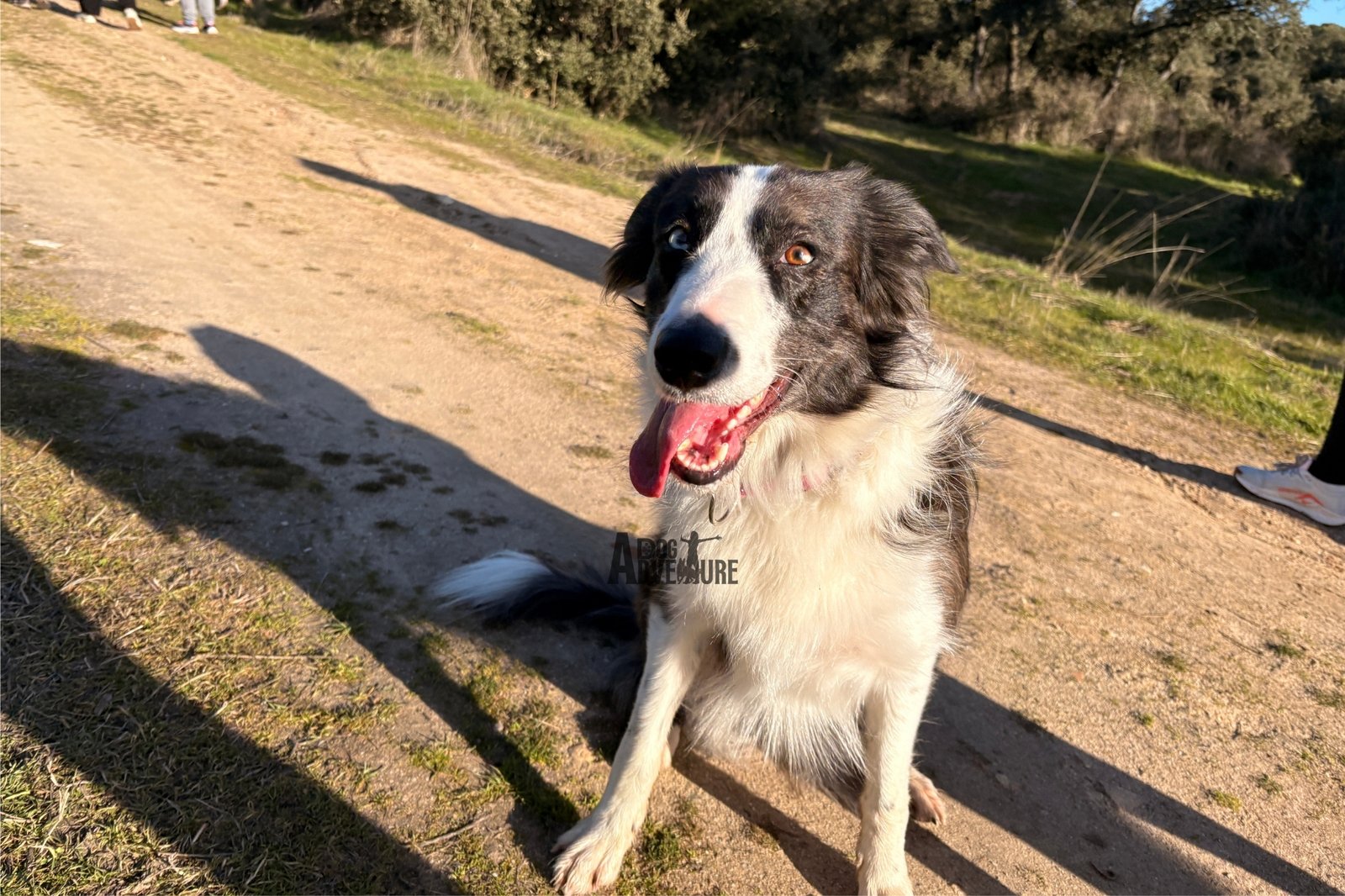 Educación canina en Carabanchel a domicilio — Dog Adventure