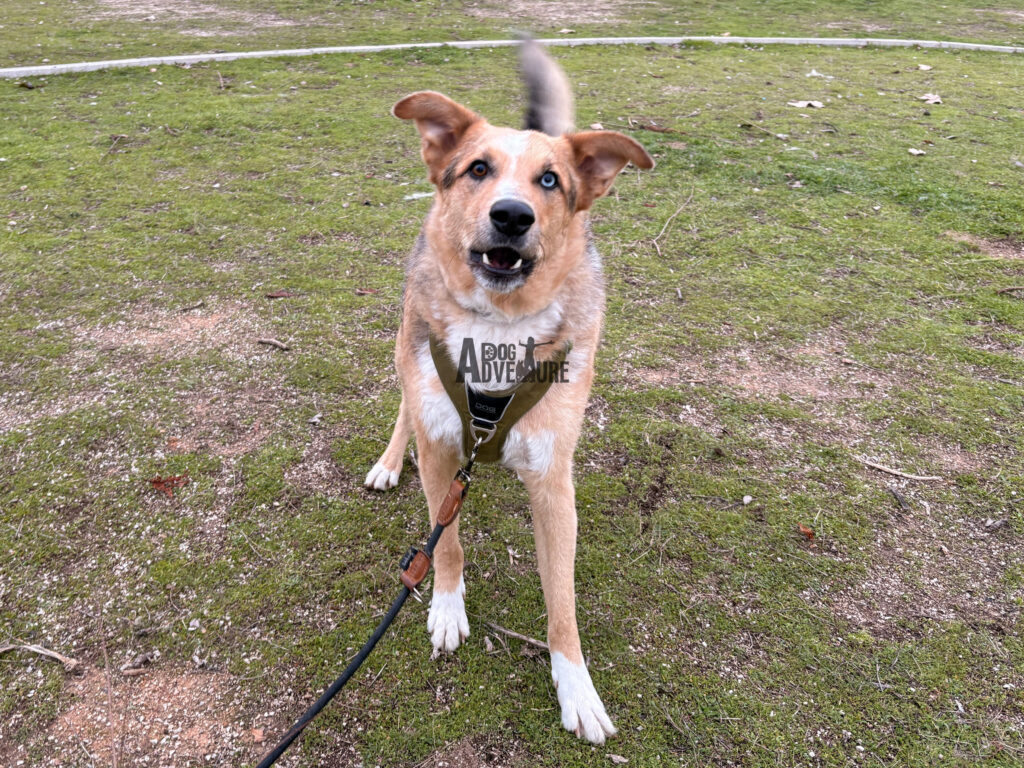 Rutas de Senderismo con perros en Madrid