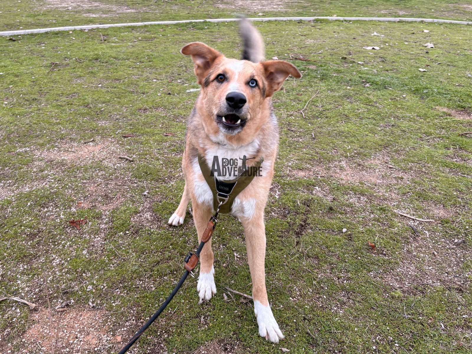 Dog Trail Scouts Nivel I — Dog Adventure®
