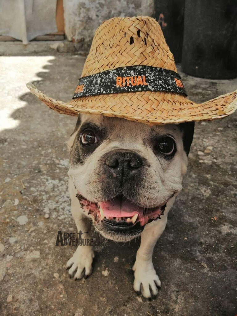 adiestramiento canino dog adventure