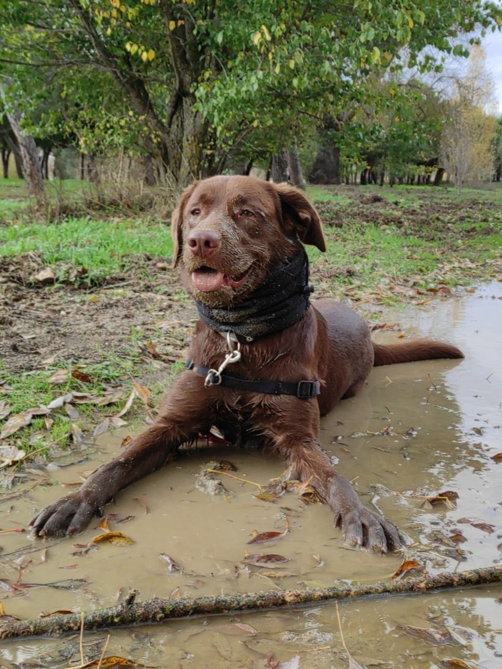 Perro carroñero — por qué se revuelca y cómo ayudarle — Dog Adventure