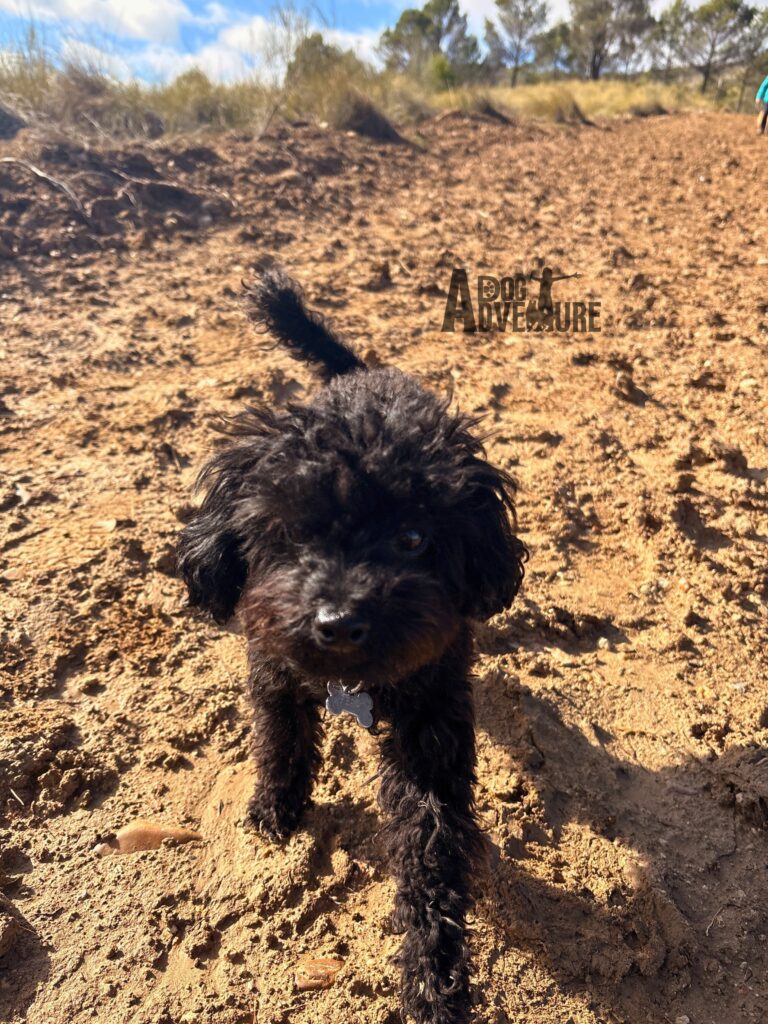 caniche haciendo rutas de senderismo con mas perros