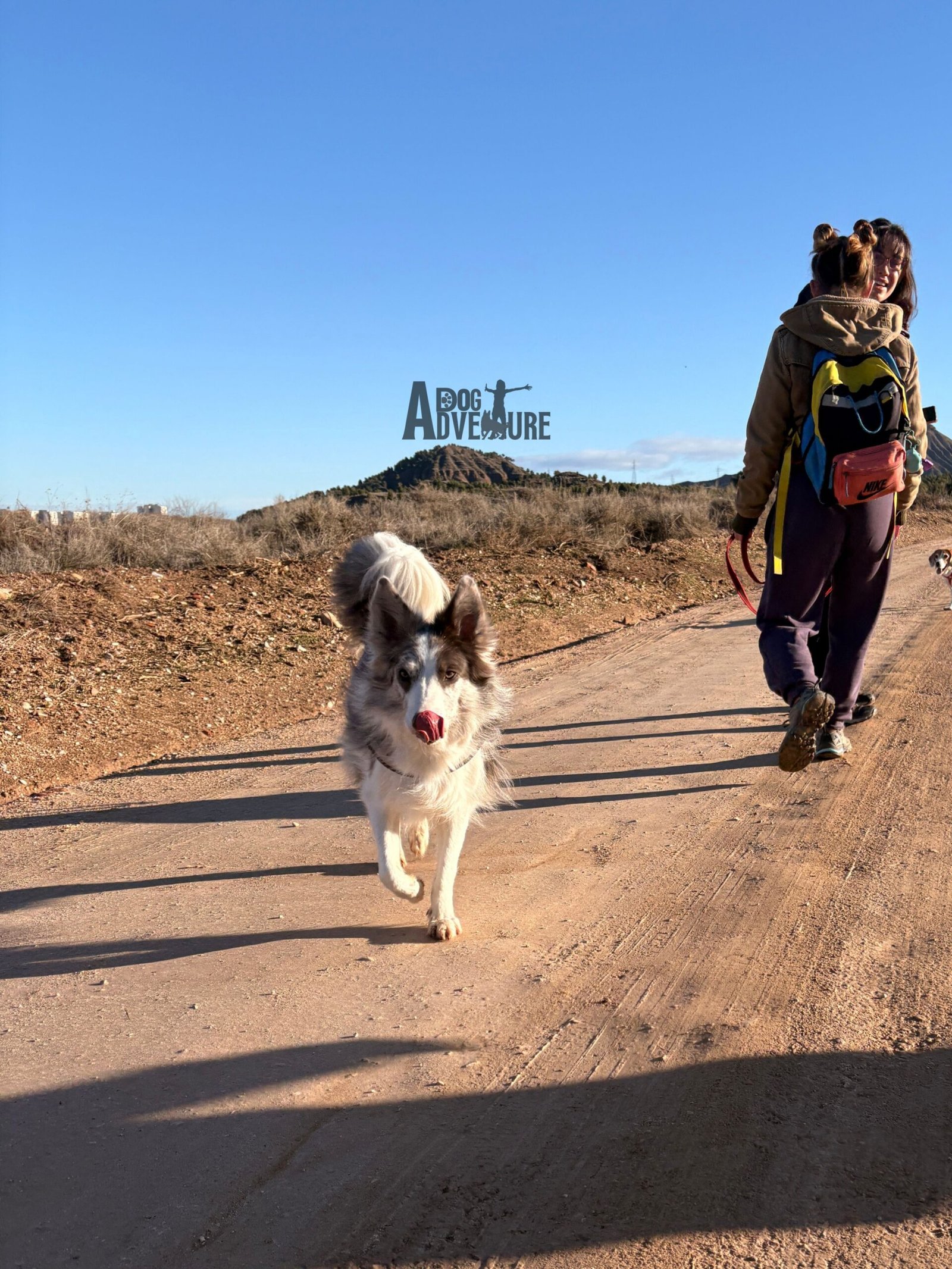 Ribera del Henares — Dog Trail Scouts Nivel I — Dog Adventure®