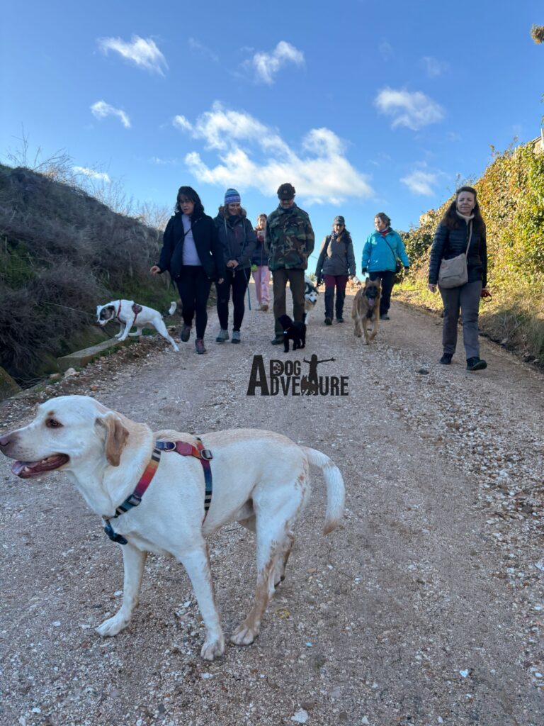 rutas guiadas con perros en Madrid