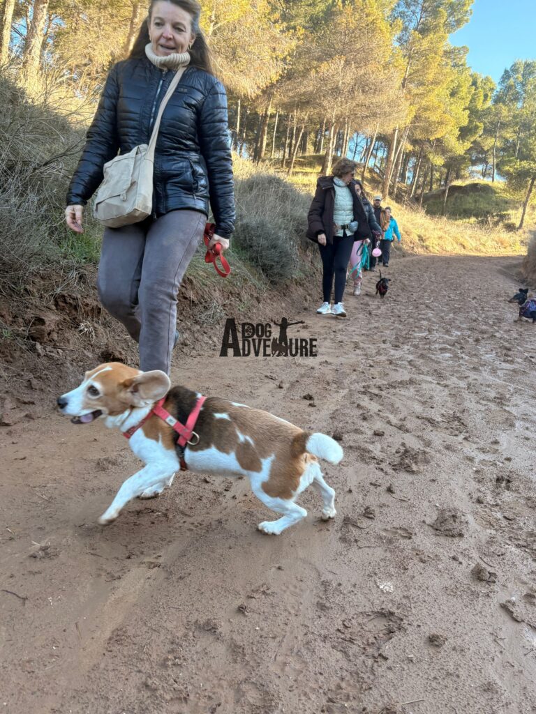 Disfrutando de senderismo con perros en Madrid