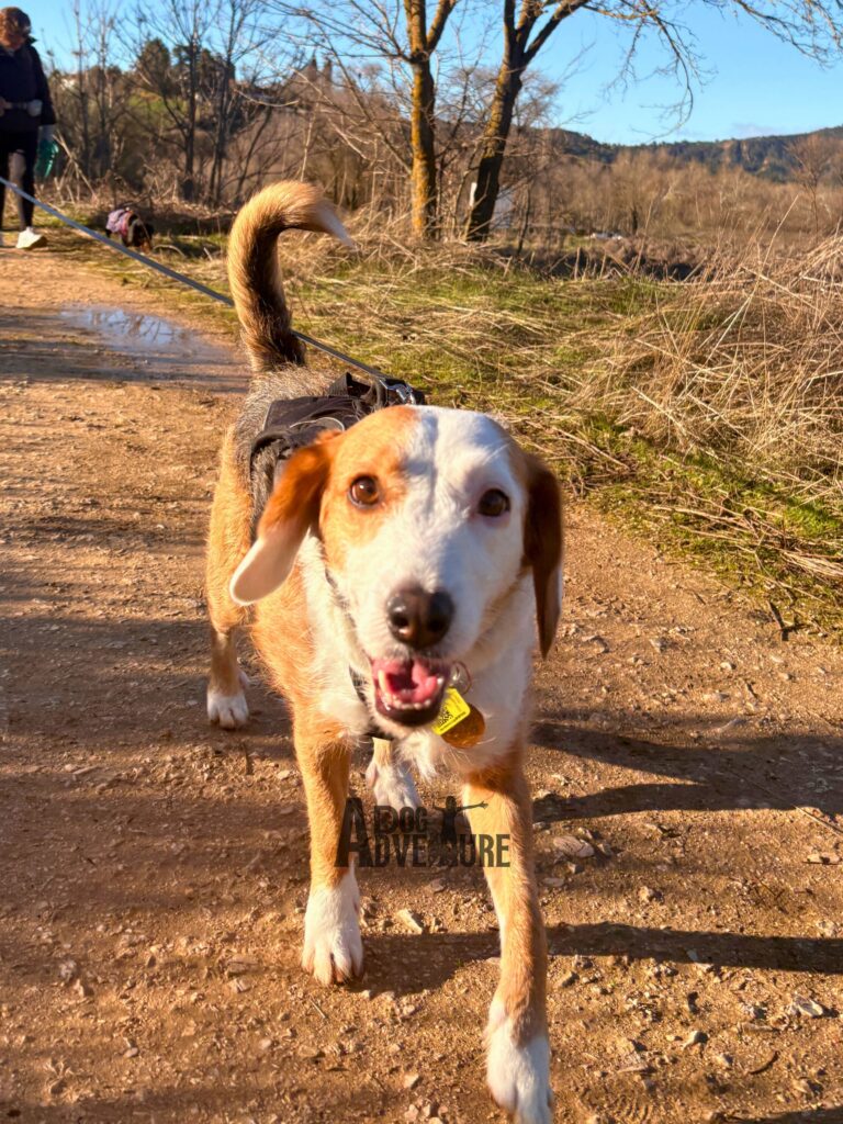 ruta guiada con perro