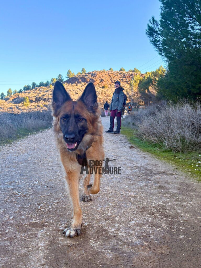 Pastor Alemán disfrutando de ruta guiada con perros en Madrid
