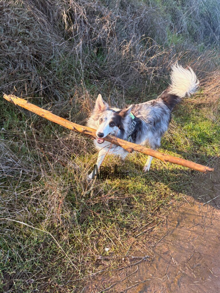 border collie disfrutando de una ruita guiada de senderismo