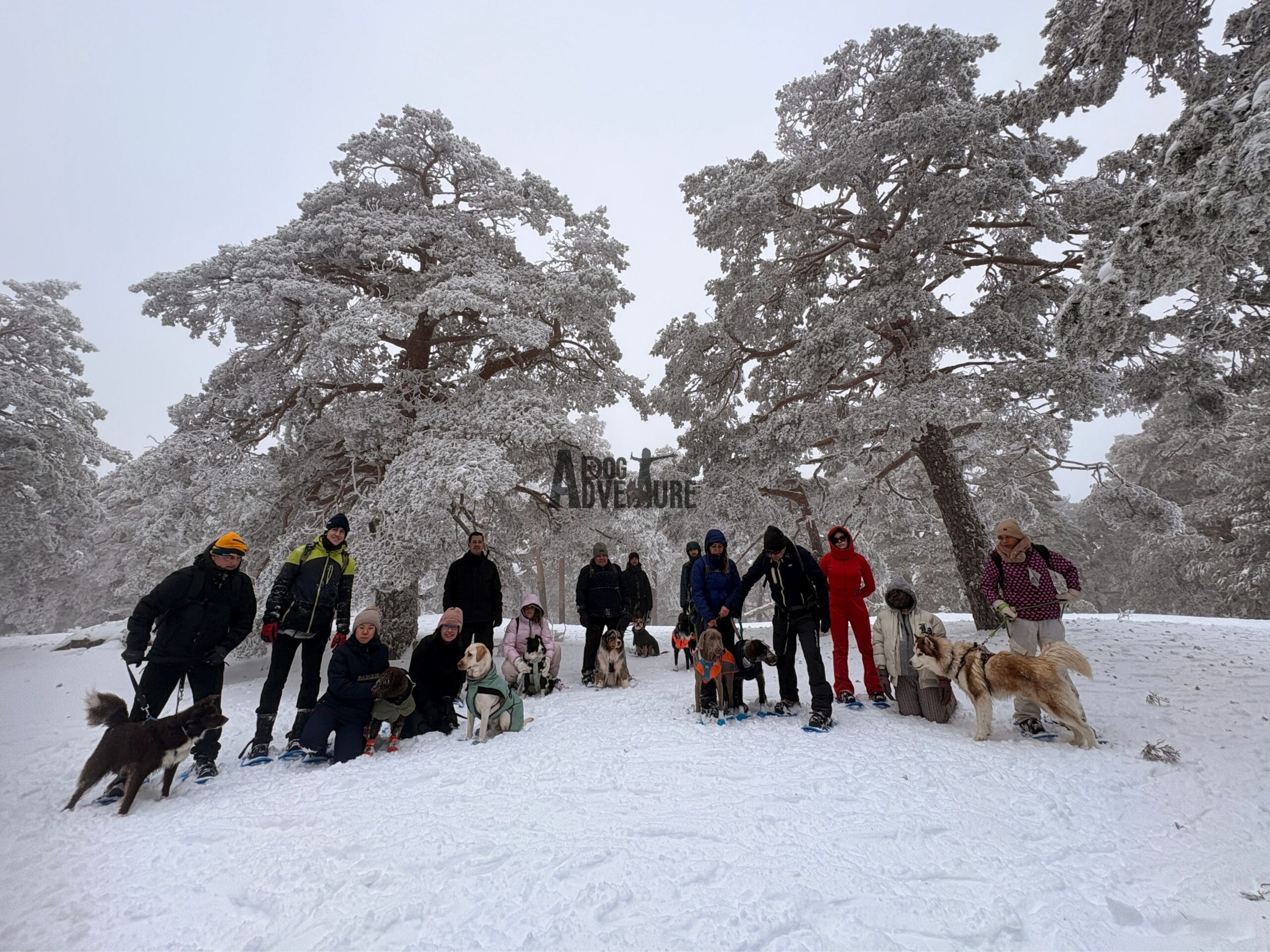 Raquetas de nieve con perro en Madrid — Sierra de Navacerrada — Dog Adventure