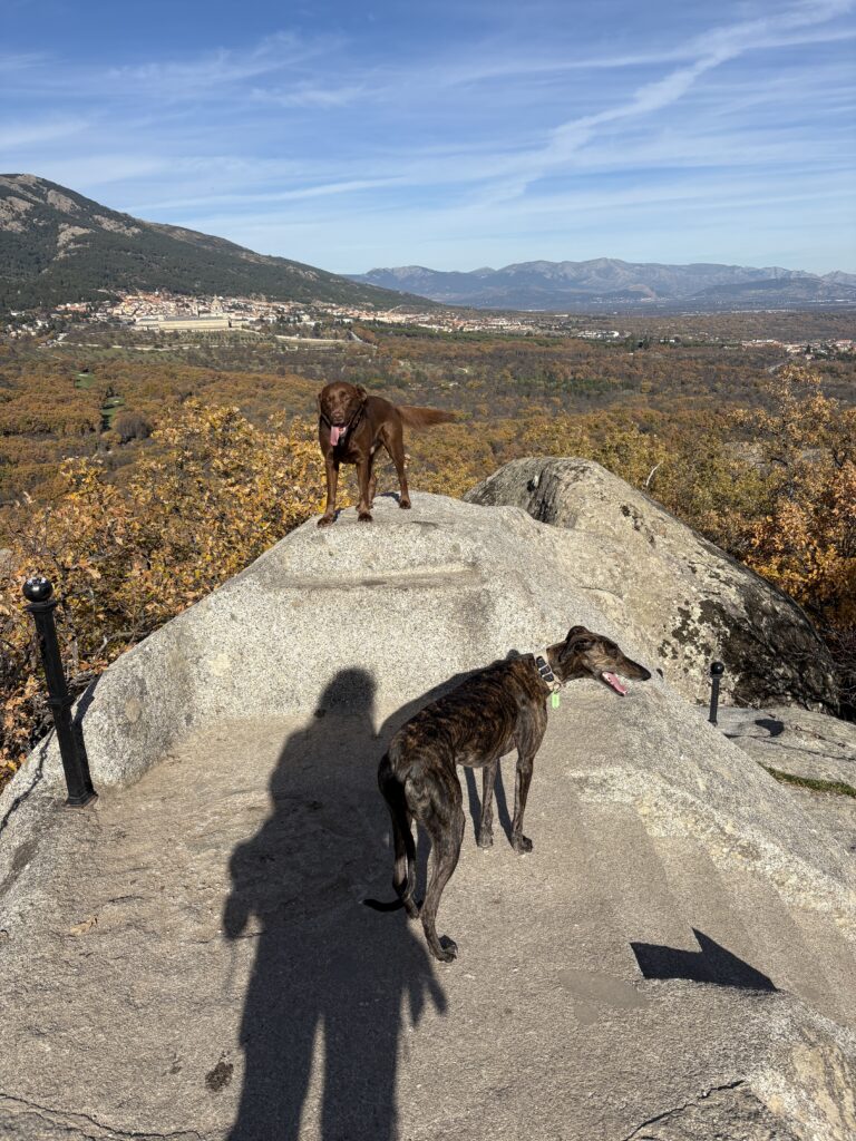 Dog Adventure senderismo con perros Madrid