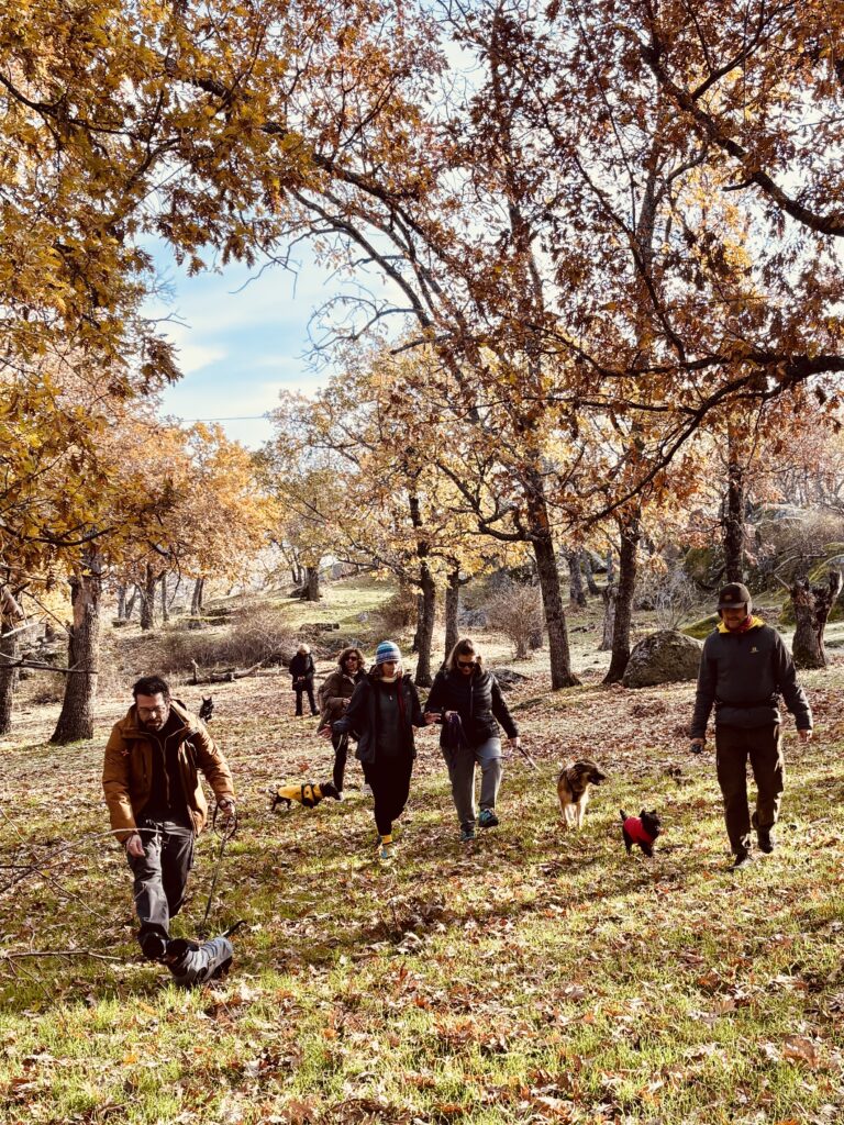 ruta con perros en grupo en la Sierra de Madrid organizada por Dog Adventure