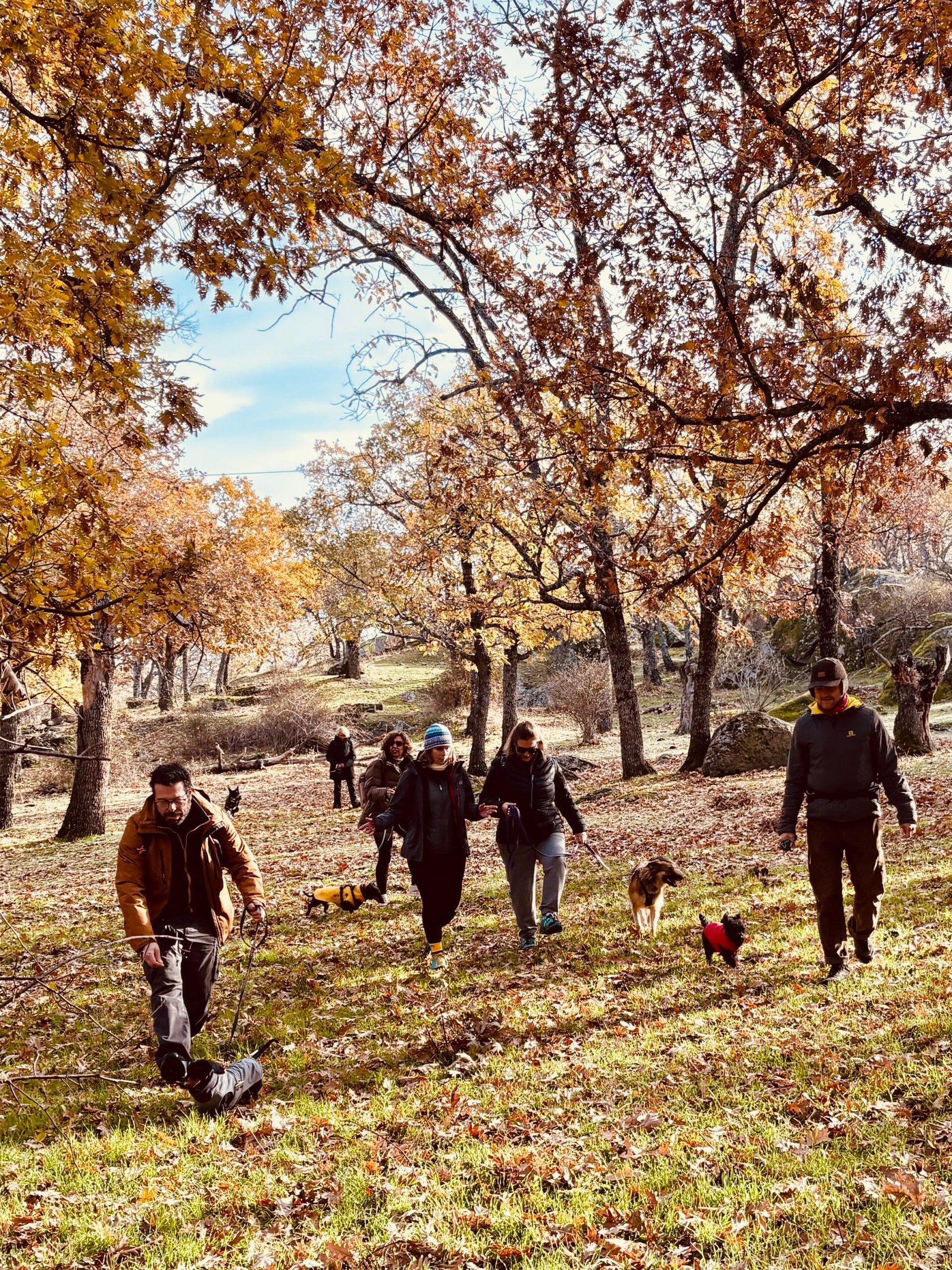 Bosque de la Herrería — salidas con perro Sierra Madrid, Dog Trail Scouts Nivel II
