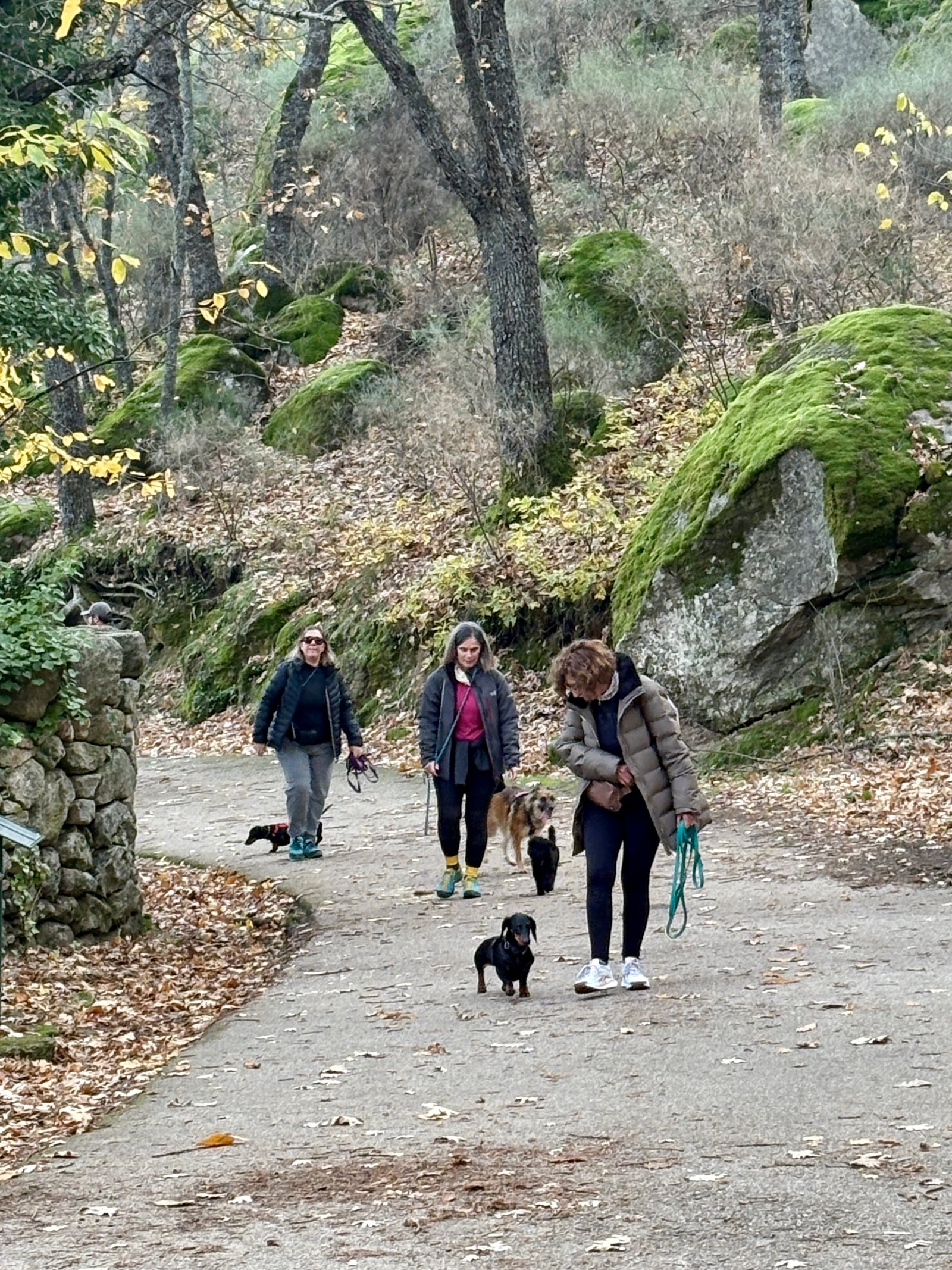 Bosque de la Herrería · El Escorial — Dog Trail Scouts Nivel III