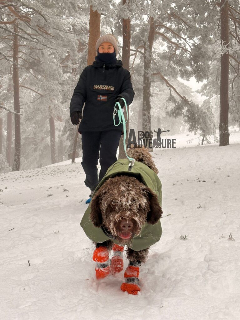ir a la nieve con perro