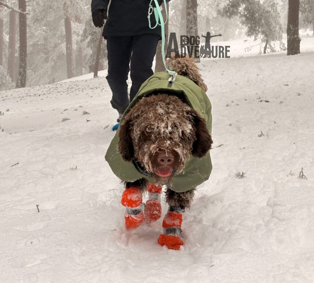 Perro con abrigo y botines caminando atado por la nieve