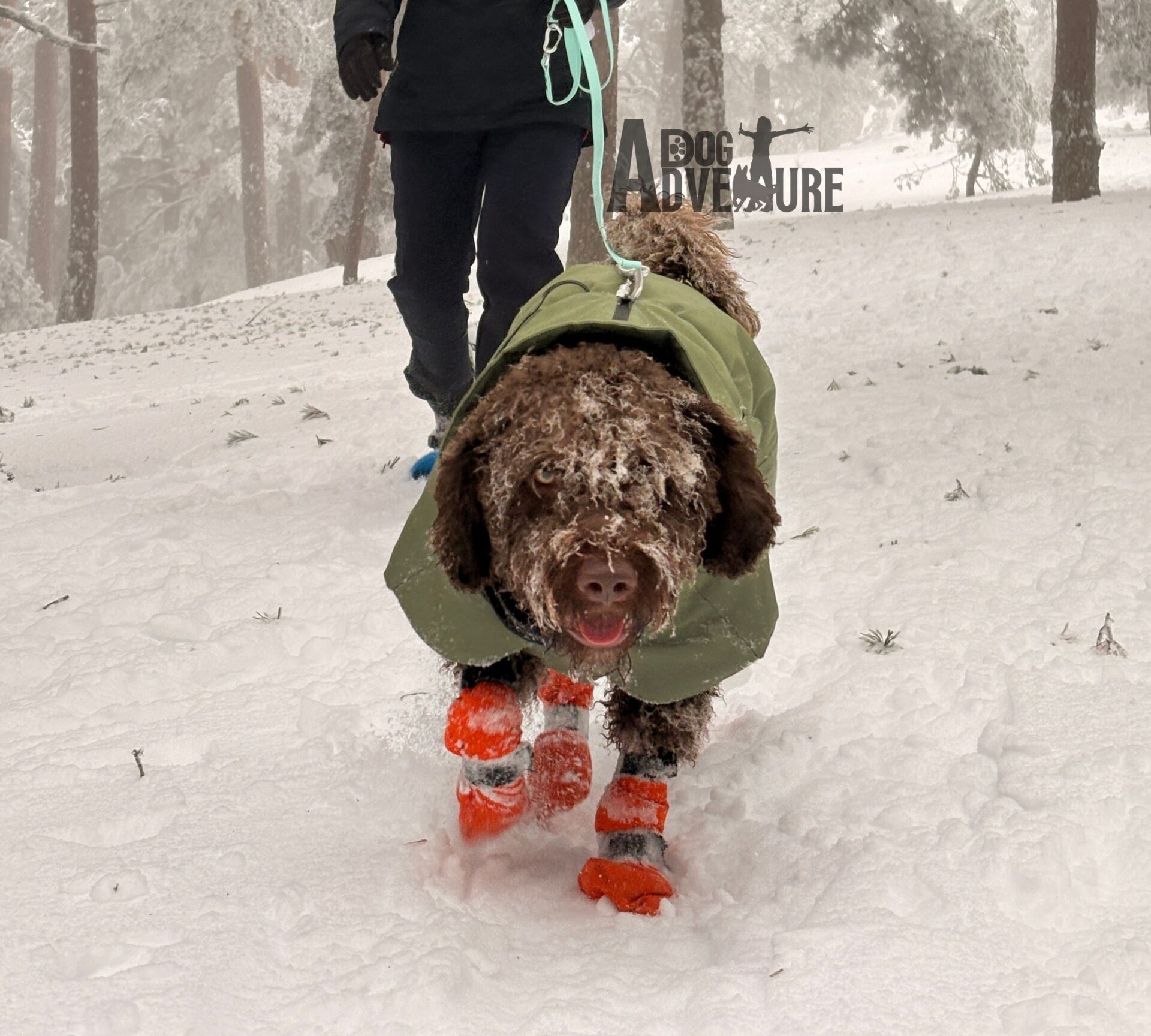 Raquetas de nieve con perros Sierra Navacerrada Madrid Dog Adventure