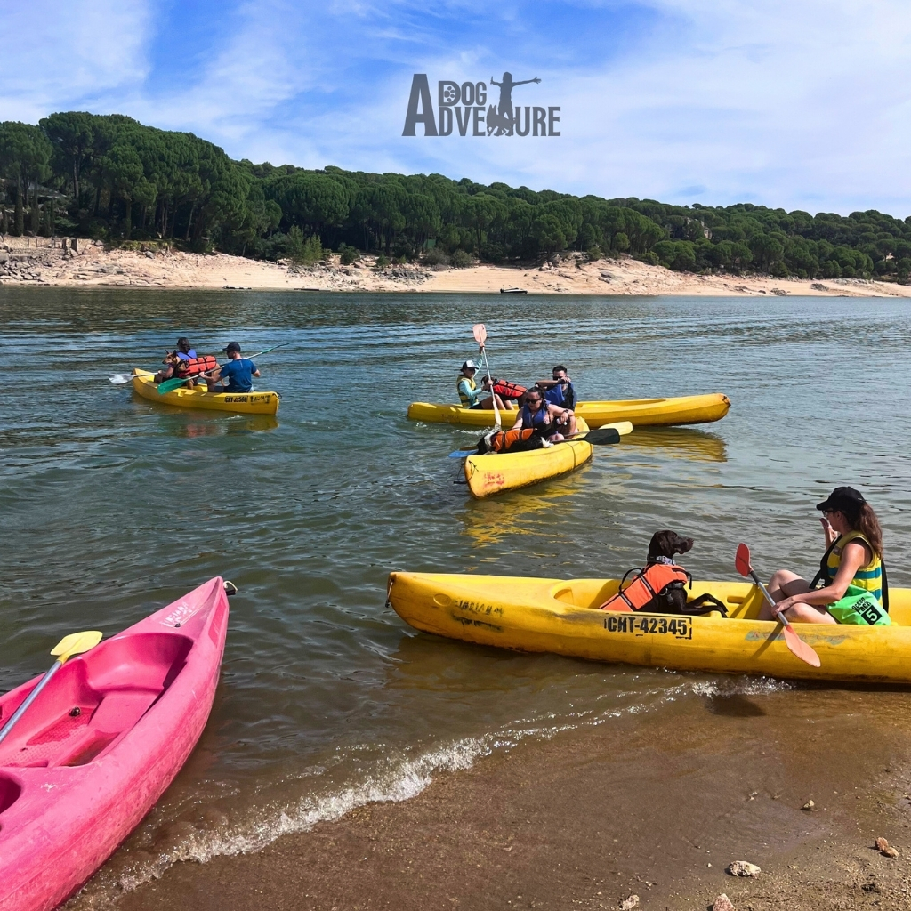 Actividades acuáticas con mi perro en Alicante. Incluye alquiler tablas SUP con perro para la aventura.