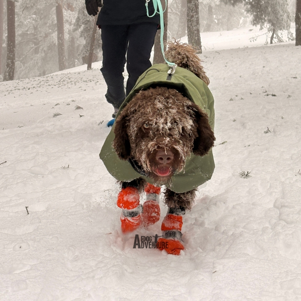 ir a la nieve con perro