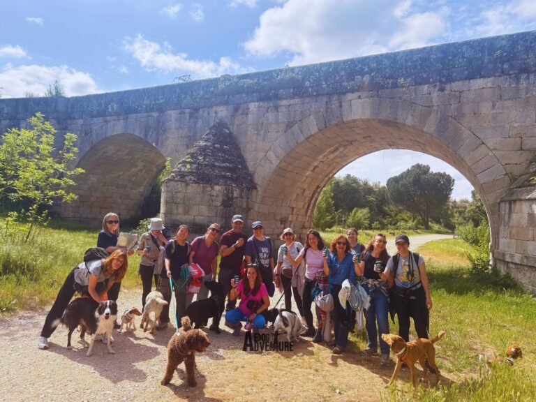 Grupo de Dog Trail Scouts caminando con sus perros