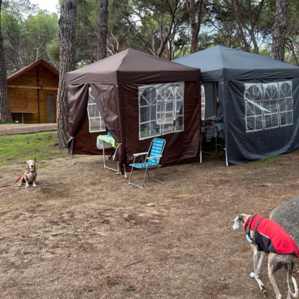 Acampada — salidas con perro Sierra Madrid, Dog Trail Scouts Nivel II