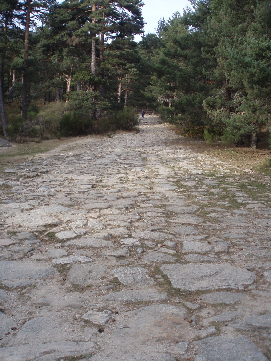 Dehesas de Cercedilla con perro